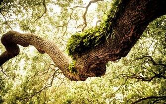 Oak Tree Wallpaper Green HD Desktop 4k