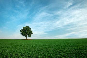 Field Sky Tree Landscape Wallpaper