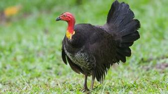 Australian Brush Turkey Wallpaper HD Desktop