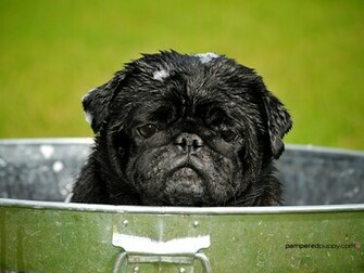 Beautiful Pug Pugs Wallpaper