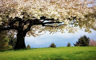 Spring Wallpaper HD Early
