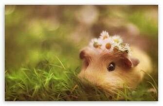 Cute Guinea Pig HD Wallpaper For Standard Fullscreen Uxga Xga