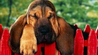 Bloodhound Puppy Wallpaper Freshwallpaper