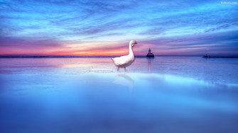 Goose HD Desktop Wallpaper