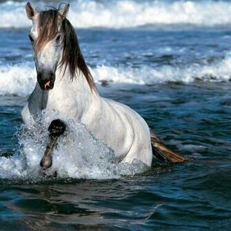 White Running Horse Wallpaper Horses For