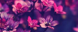 Are At Home Bie Gorgeous Widescreen Flower Wallpaper