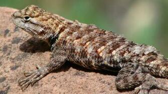Girdle Tailed Lizard Reptile Cordylidae