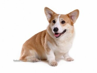 Pembroke Welsh Corgi Wallpaper High Resolution And Quality