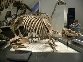 Dinosaur Bones Niger Wallpaper Click To