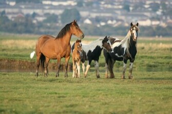 Beautiful Wallpaper Wild Horses