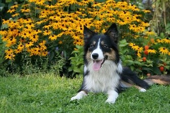 Border Collie Dog Wallpaper