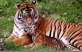 Precious Moment Wallpaper Walltor