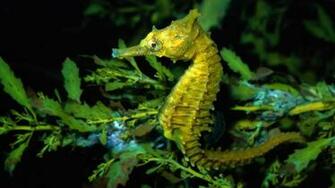Hippocampus Animal World Wallpaper
