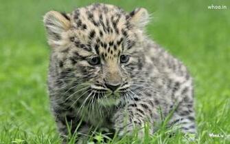 Wild Cat Natural HD Wallpaper For Desktop And Mobile Base