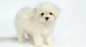 Cute White Puppies Wallpaper Collection For Your Computer And