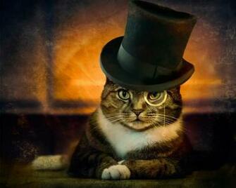 Funny Cat Image For Laugh Humorous HD Wallpaper Pixhome