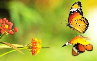 Beautiful Butterfly On Water Reflection HD Wallpaper