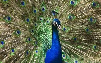 Wallpaper Of Peacock Feathers HD
