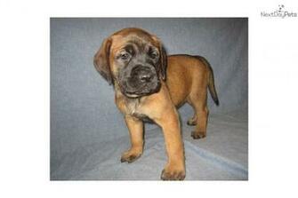 English Mastiff Puppy Pictures Wallpaper HD Base