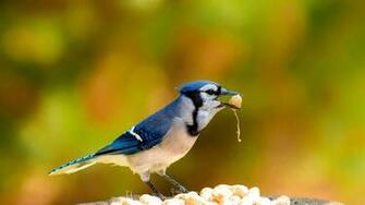Blue Jay Bird Wallpaper HD Best Collection Of Cute Birds