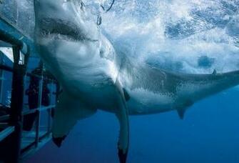 Wallpaper Ocean Underwater Shark Cage Diver Jaws Bubbles Desktop