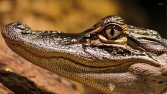 Alligator Wallpaper Animal
