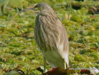 Indian Pond Heron Wallpaper