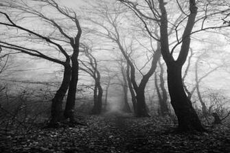 Pics Photos Nature Black And White Wallpaper Widesktop