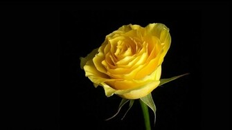 Yellow Rose Flower Wallpaper Red