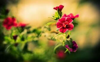 Beautiful Flowers Wallpaper
