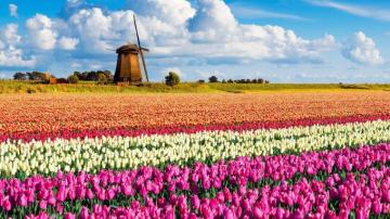 Wallpaper Px Flowers Landscape Nature Netherlands