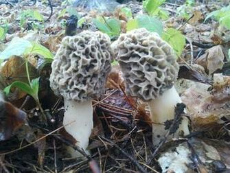 False Morel Mushroom Anime HD Wallpaper