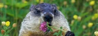 Happy Groundhog Day Wallpaper HD