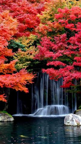 Fall iPhone X Wallpaper HD