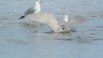 File Iceland Gull Carlyle Lake Illinois Jpg