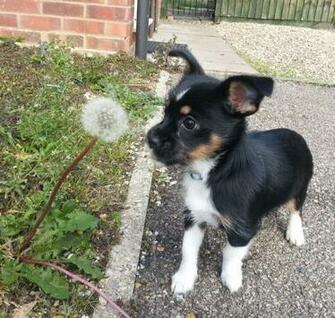 Fascinated Chorkie Pup By Brynios