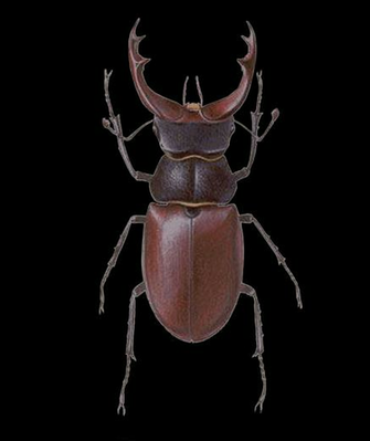 Stag Beetle No Background Insect Bug Image Png Image