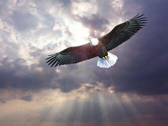 Flying Eagle Wallpaper Hungama