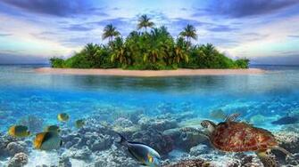 Marine Life Tropical Island 4k Ultra HD Wallpaper Net