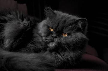 Best Persian Cat Pictures Image