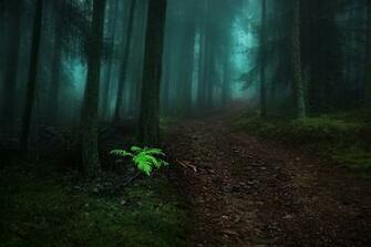 Foggy Forest Wallpaper