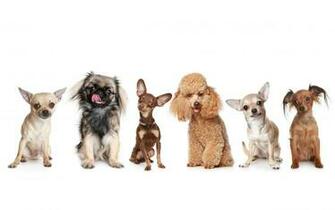Chihuahua Wallpaper For iPad Cool HD Dogbreedswallpaper
