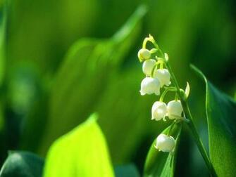 Lily Of The Valley Wallpaper Va Hot Girls