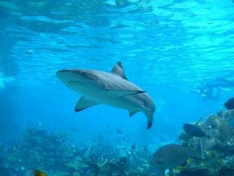 Where Do Sharks Live And Did Megalodon