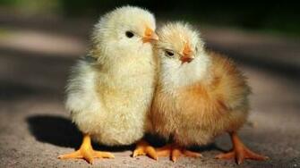 Baby Chicks Wallpaper