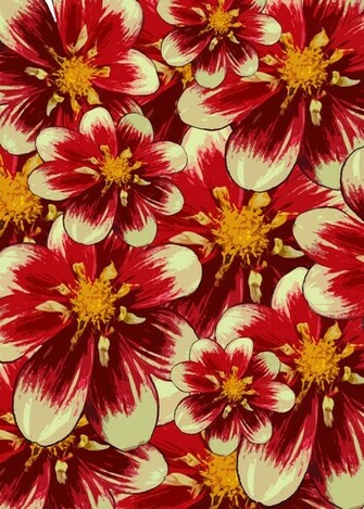 Flower Isolated On White Background Top Beautiful Red Black