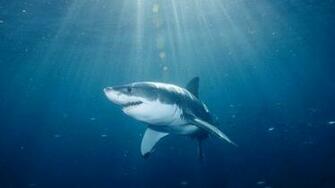 Great White Shark Wallpaper