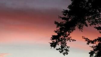Tree Silhouette Wallpaper