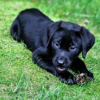 Black Lab Puppy Wallpaper