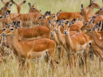 Impala 4k Wallpaper For Your Desktop Or Mobile Screen And